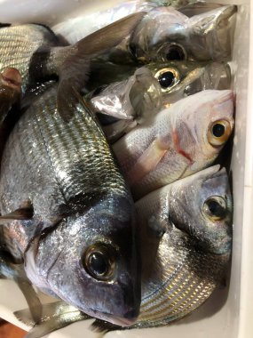 Puglia 'da bir demet taze çiğ deniz çamı yakalandı.