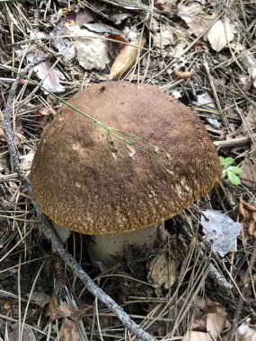 İtalya 'da ormanda çiğ porcini mantarı bulmak.