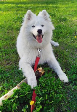 Samoyed köpek, beyaz tüylü köpek yavrusu, yeşil çimlerin üzerinde çok tatlı ve genç, altı aylık, kız, dişi hayvan. Güzel, mutlu bir köpek. Gülümseyen köpek.