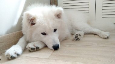 Samoyed dişi köpek üzgün yüzlü, beyaz pofuduk köpek yavrusu - koyu kahverengi gözlü, siyah burun ve pençeli köpek En iyi arkadaş, tapılası hayvan, memeli. Keyfi yerinde olmayan köpek.