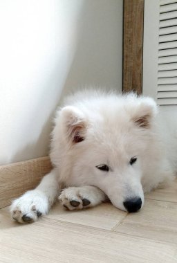 Samoyed dişi köpek üzgün yüzlü, beyaz pofuduk köpek yavrusu - koyu kahverengi gözlü, siyah burun ve pençeli köpek En iyi arkadaş, tapılası hayvan, memeli. Keyfi yerinde olmayan köpek.