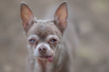 Küçük şirin bir köpeğin portresi.  