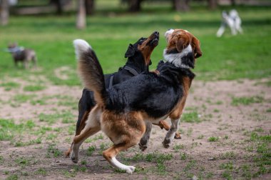 Köpek parkta koşuyor.