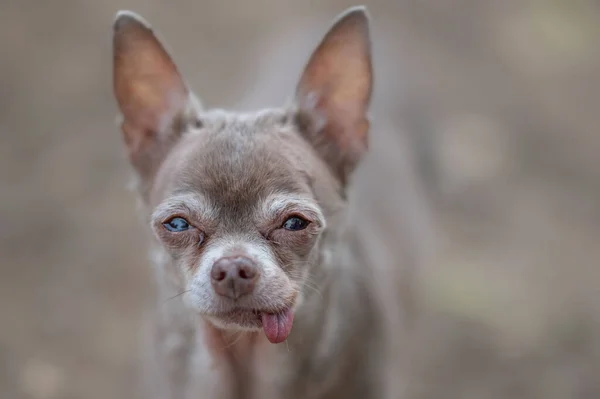 Küçük Şirin Bir Köpeğin Portresi — Stok fotoğraf