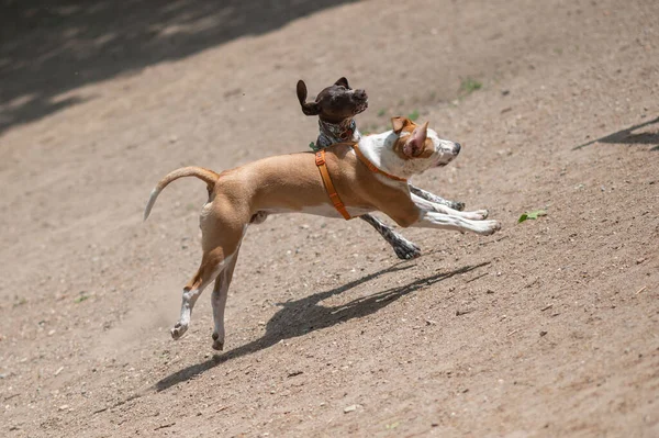两只可爱的狗在白天玩耍和跳跃 — 图库照片