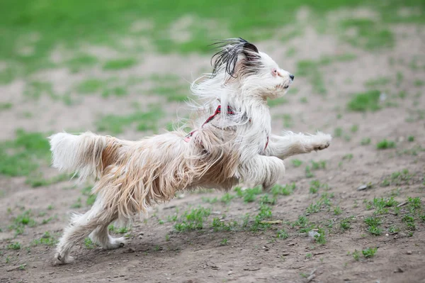Dog Running Park — Stock Photo, Image