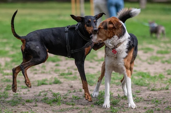 Собаки Парке Играют — стоковое фото
