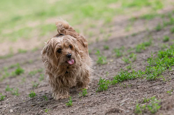 Собака Парку Гуляє — стокове фото