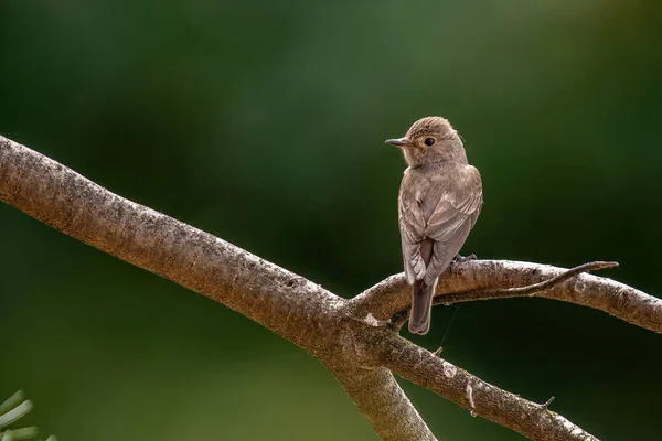 Close Shot Bird Natural Habitat — стоковое фото