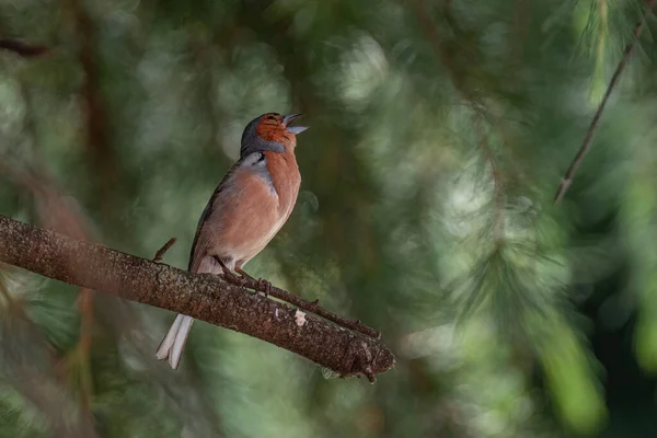 Zbliżenie Ujęcie Ptaków Naturalnym Środowisku Naturalnym — Zdjęcie stockowe