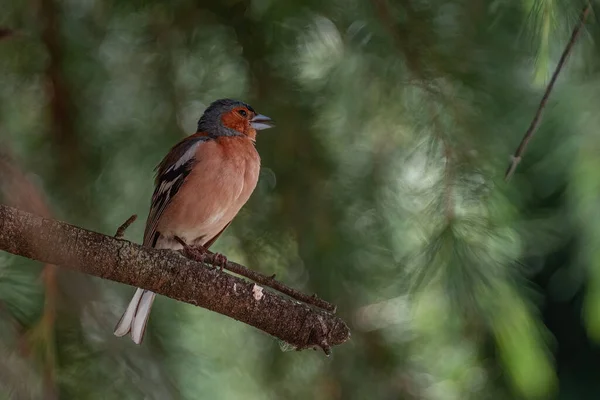 Close Shot Bird Natural Natural Habitat — Stock Photo, Image