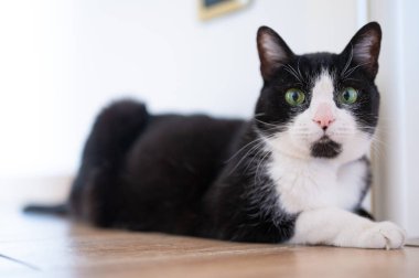 evcil siyah beyaz kedi evde yerde yatıyor. 