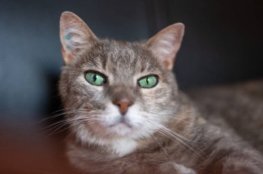 Yeşil gözlü, gri evcil kedi kameraya bakıyor. 