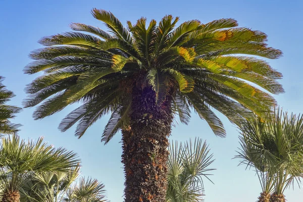 Palmboom Tegen Blauwe Hemel Uitzicht Stockfoto
