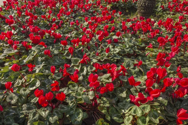 Röda Blommor Nära Upp Trädgården Utomhus Royaltyfria Stockfoton