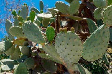 Bahçedeki bir kaktüsün yakın çekimi. Parktaki kaktüs bitkisi.