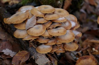 Güneşin güzel bir günde vadiyi aydınlattığı yürüyüş parkurundan Almanya 'nın Bingen am Rhein manzarası