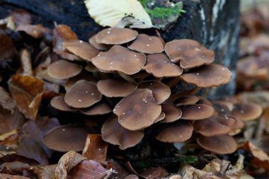 Güneşin güzel bir günde vadiyi aydınlattığı yürüyüş parkurundan Almanya 'nın Bingen am Rhein manzarası