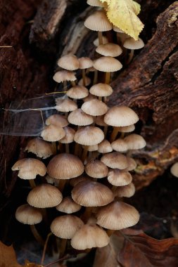 Güneşin güzel bir günde vadiyi aydınlattığı yürüyüş parkurundan Almanya 'nın Bingen am Rhein manzarası