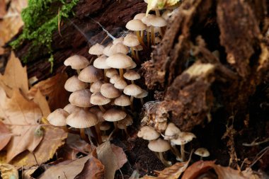 Güneşin güzel bir günde vadiyi aydınlattığı yürüyüş parkurundan Almanya 'nın Bingen am Rhein manzarası