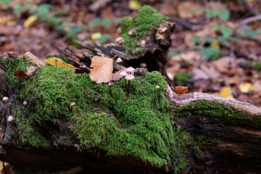 Güneşin güzel bir günde vadiyi aydınlattığı yürüyüş parkurundan Almanya 'nın Bingen am Rhein manzarası