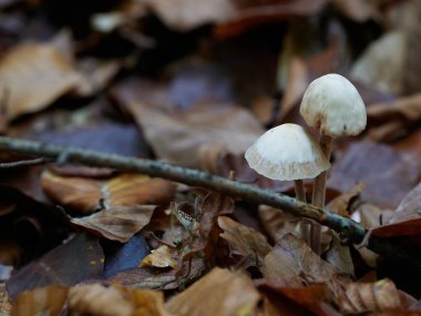 Güneşin güzel bir günde vadiyi aydınlattığı yürüyüş parkurundan Almanya 'nın Bingen am Rhein manzarası