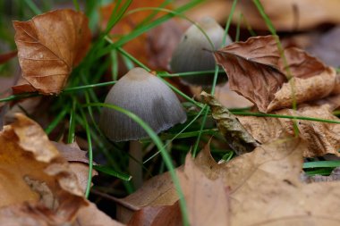 Güneşin güzel bir günde vadiyi aydınlattığı yürüyüş parkurundan Almanya 'nın Bingen am Rhein manzarası
