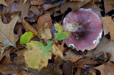 Güneşin güzel bir günde vadiyi aydınlattığı yürüyüş parkurundan Almanya 'nın Bingen am Rhein manzarası