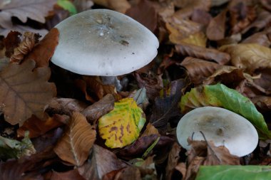 Güneşin güzel bir günde vadiyi aydınlattığı yürüyüş parkurundan Almanya 'nın Bingen am Rhein manzarası