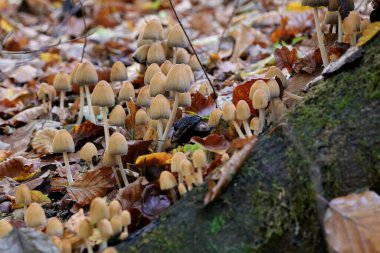 Güneşin güzel bir günde vadiyi aydınlattığı yürüyüş parkurundan Almanya 'nın Bingen am Rhein manzarası