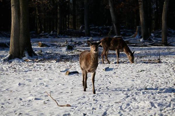 wild deer in winter forest