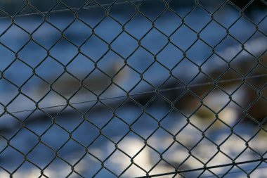 wild white wolf in winter forest