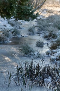 high quality winter forest photo