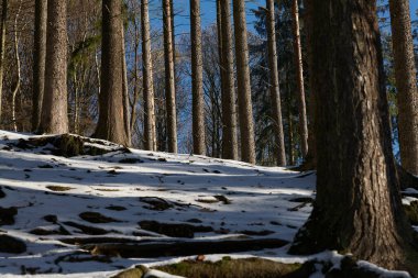 high quality winter forest photo