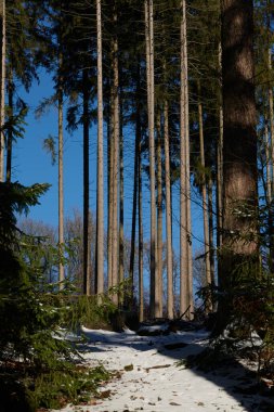 high quality winter forest photo