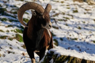 Vahşi dağ koyunları yaşam alanında