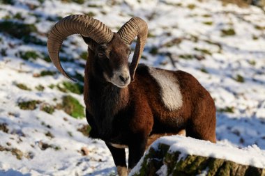Vahşi dağ koyunları yaşam alanında