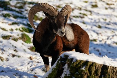 Vahşi dağ koyunları yaşam alanında