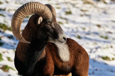 Vahşi dağ koyunları yaşam alanında