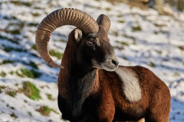Vahşi dağ koyunları yaşam alanında