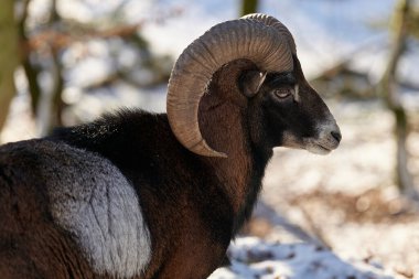 Vahşi dağ koyunları yaşam alanında
