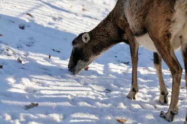 Vahşi dağ koyunları yaşam alanında