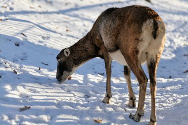 Vahşi dağ koyunları yaşam alanında