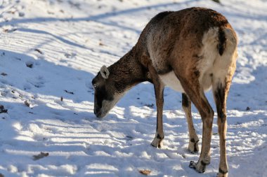 Vahşi dağ koyunları yaşam alanında