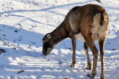 Vahşi dağ koyunları yaşam alanında