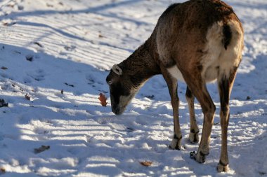 Vahşi dağ koyunları yaşam alanında