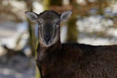 Vahşi dağ koyunları yaşam alanında