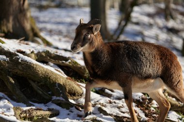 Vahşi dağ koyunları yaşam alanında
