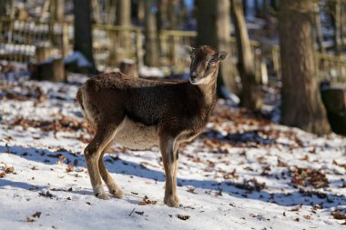 Vahşi dağ koyunları yaşam alanında