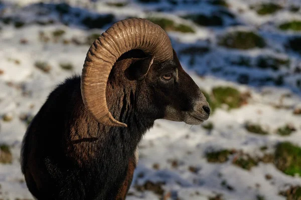 stock image wild mountain sheep in habitat